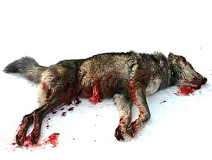 norway wolf_machine_gunned