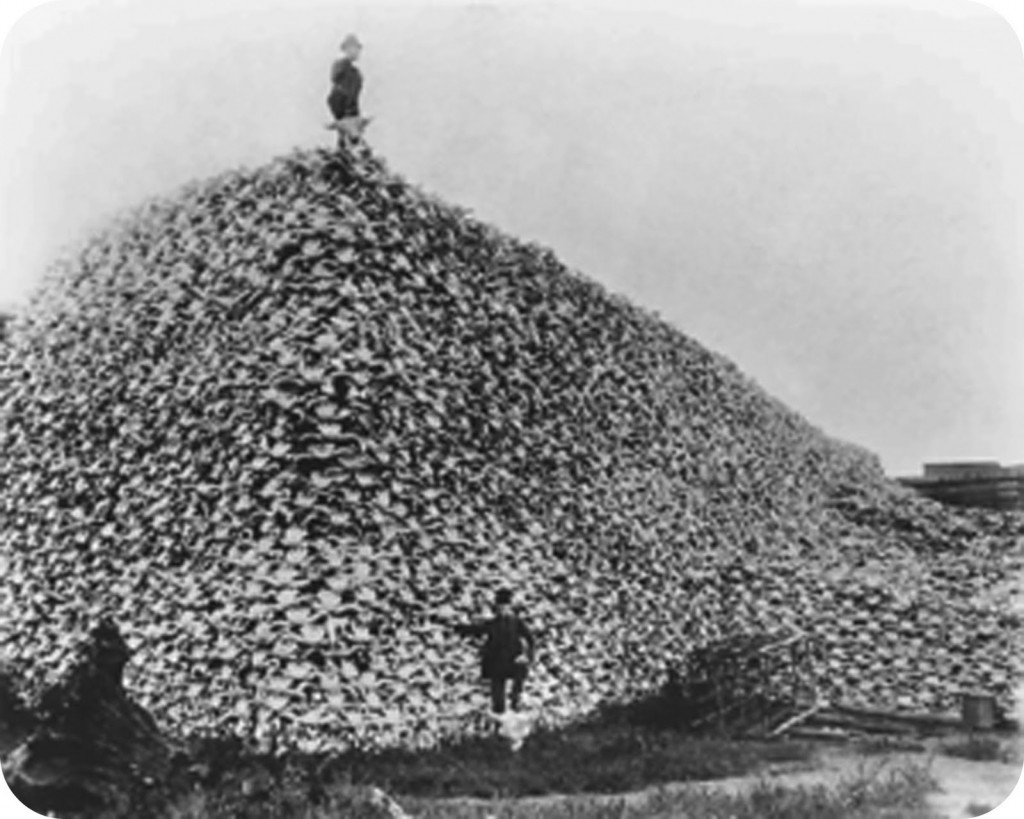 Bison_skull_pile