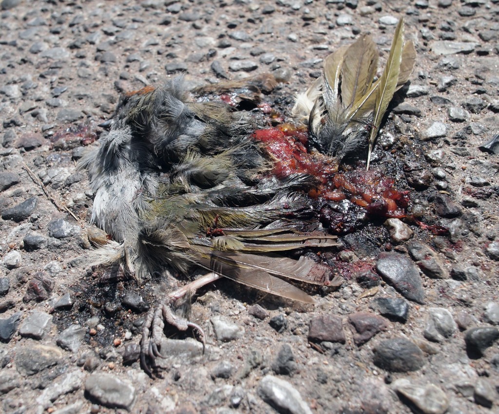 dead-bird-on-asphalt-P5071378